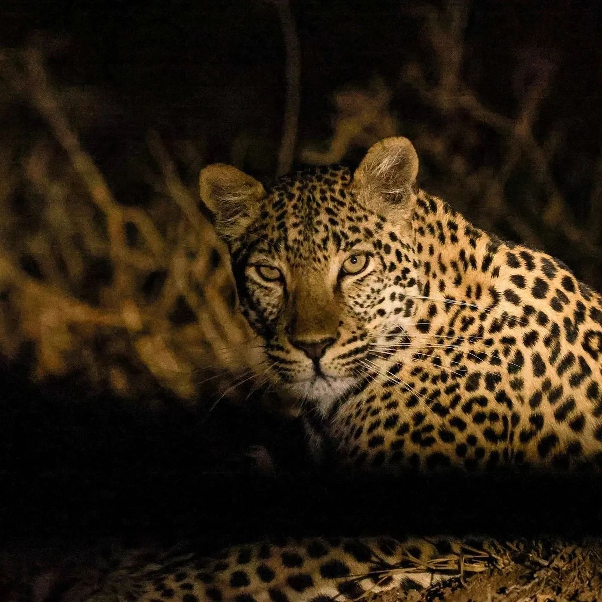 night game drive masai mara or Ambosili?